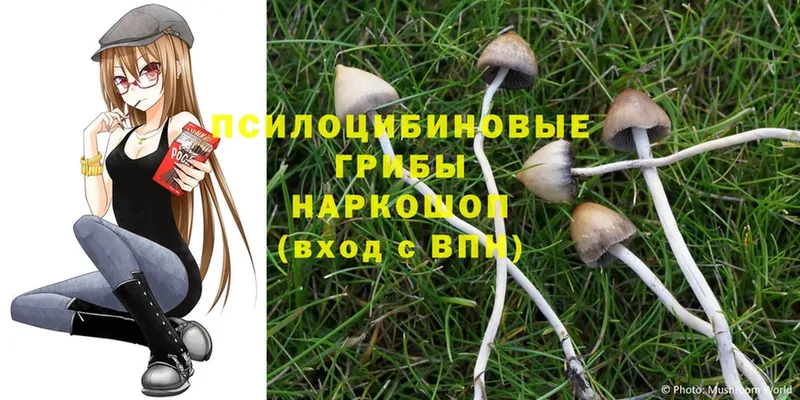 где купить наркоту  Кимовск  Галлюциногенные грибы Psilocybine cubensis 